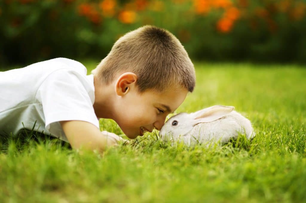 little boy plays with rabbit outdoors