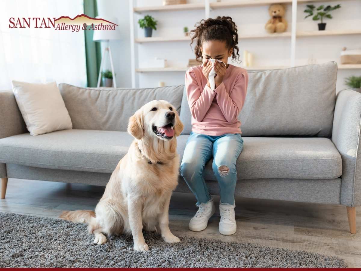 Combating Dog Allergies To Keep Your Household Intact In Chandler, AZ.