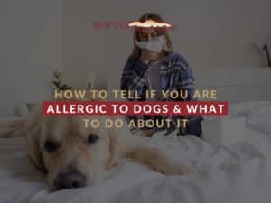 How To Tell If You Are Allergic To Dogs & What To Do About It
